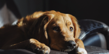 Como seu pet reage a mudanças? Foto: FreePik