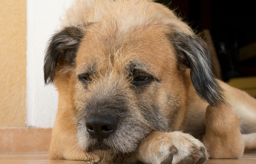 Como seu pet reage a mudanças? Foto: FreePik