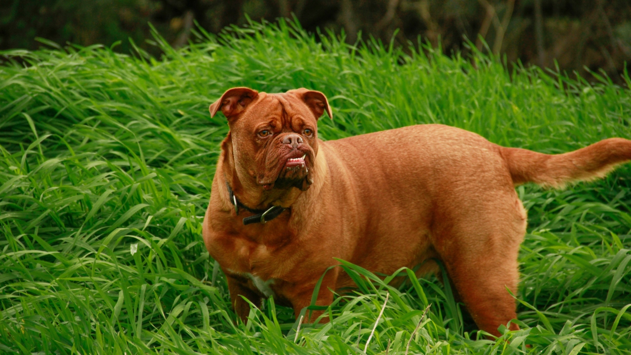 dogue de bordeaux
