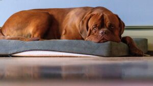 dogue de bordeaux