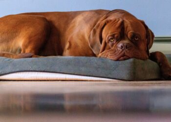 dogue de bordeaux