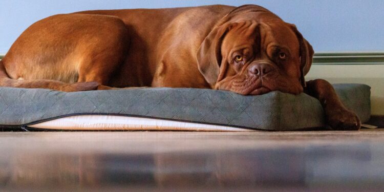 dogue de bordeaux