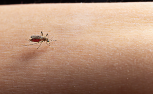 Brasil já registra mais de 1 milhão de casos de dengue em 2025. Foto: FreePik