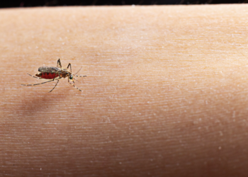 Brasil já registra mais de 1 milhão de casos de dengue em 2025. Foto: FreePik