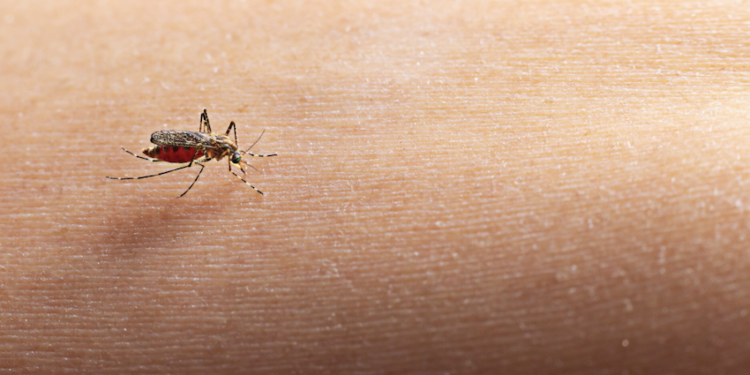 Brasil já registra mais de 1 milhão de casos de dengue em 2025. Foto: FreePik