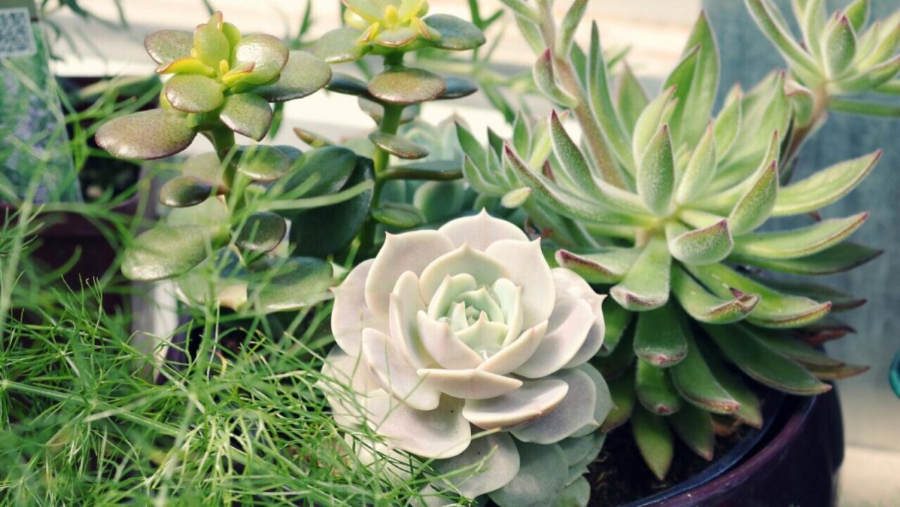 O que fazer para sua suculenta ficar mais bonita