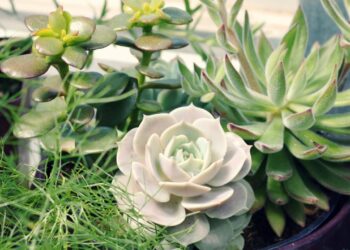 Plantas fáceis de manter para quem vive ocupada