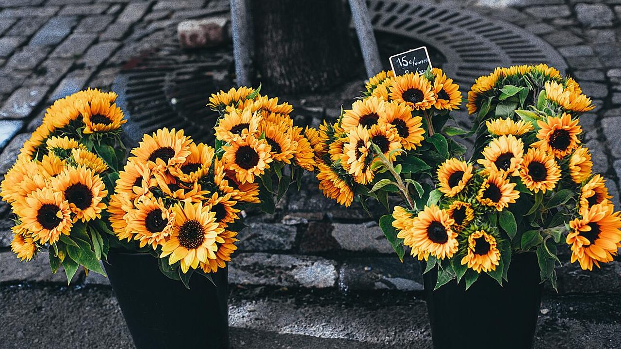 Como plantar girassóis em vasos e fazer com que cresçam saudáveis