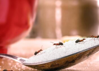 Como evitar formigas na cozinha sem veneno