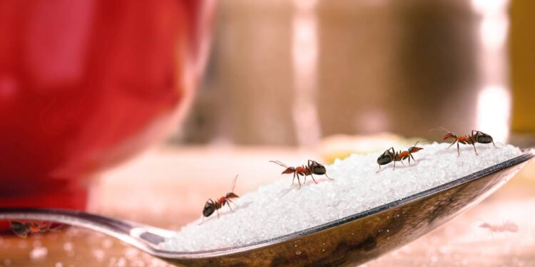 Como evitar formigas na cozinha sem veneno