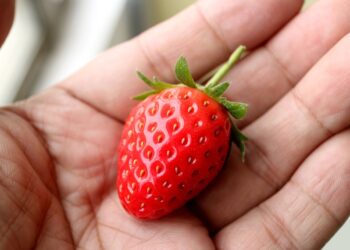 Erros comuns ao plantar morango em vaso