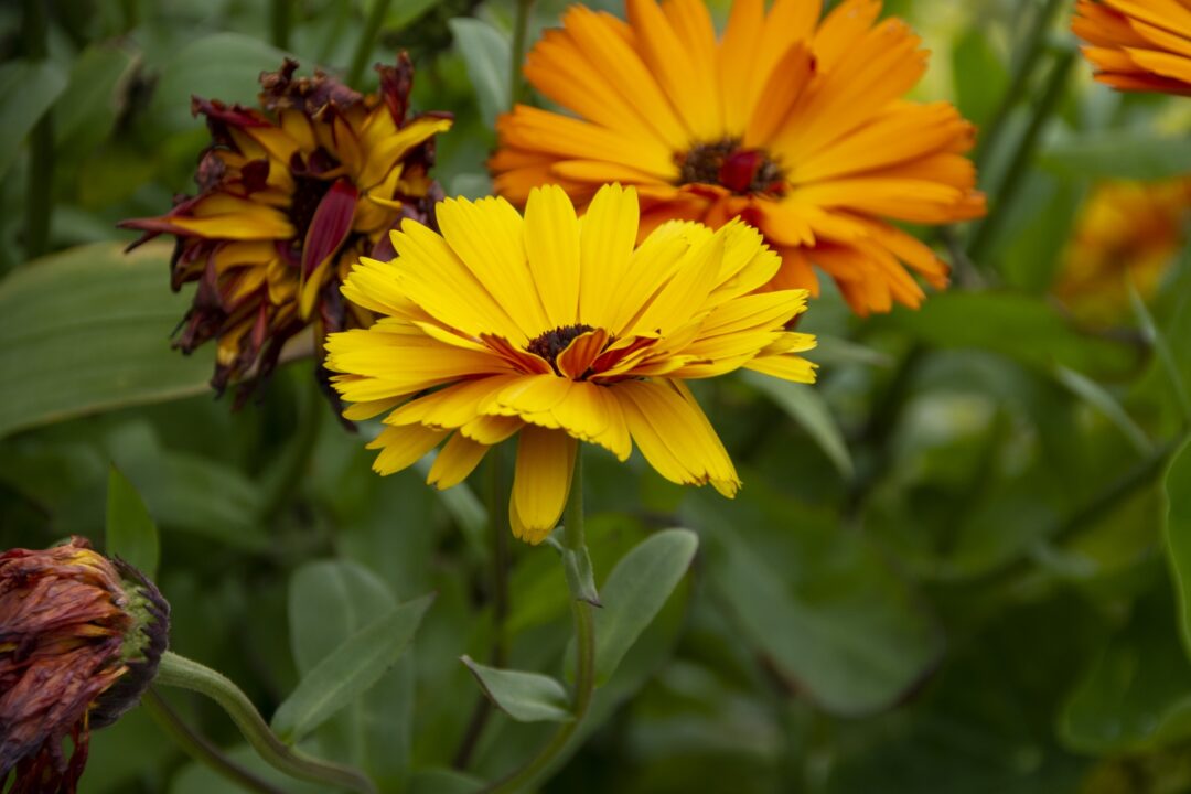 Flores comestíveis para cultivar no jardim
