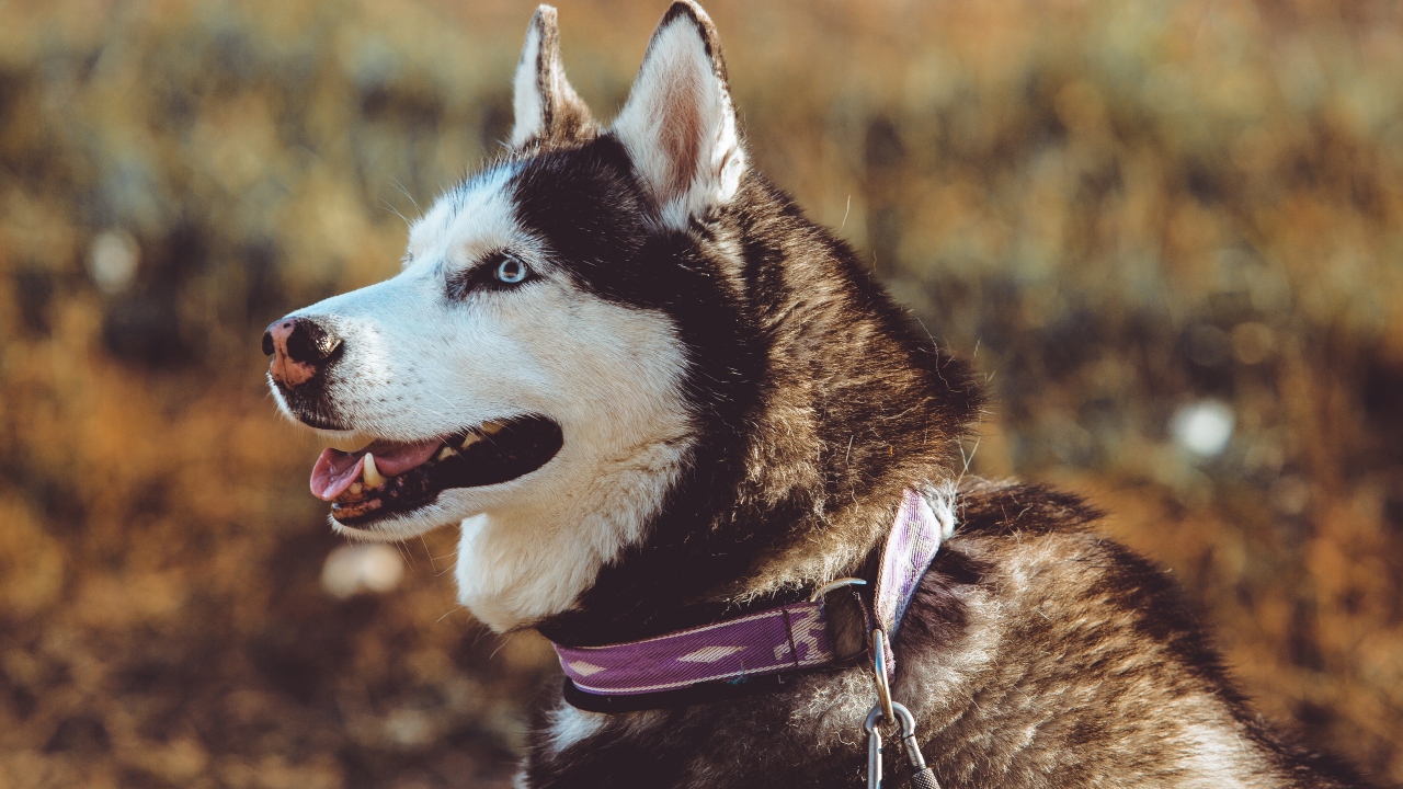 Husky siberiano