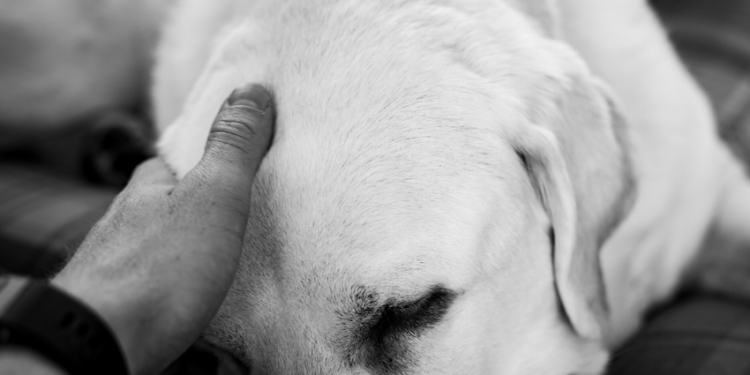 Como passar por um luto pet. Foto: FreePik