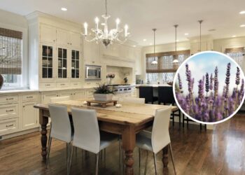 Como plantar lavanda e perfumar a casa naturalmente