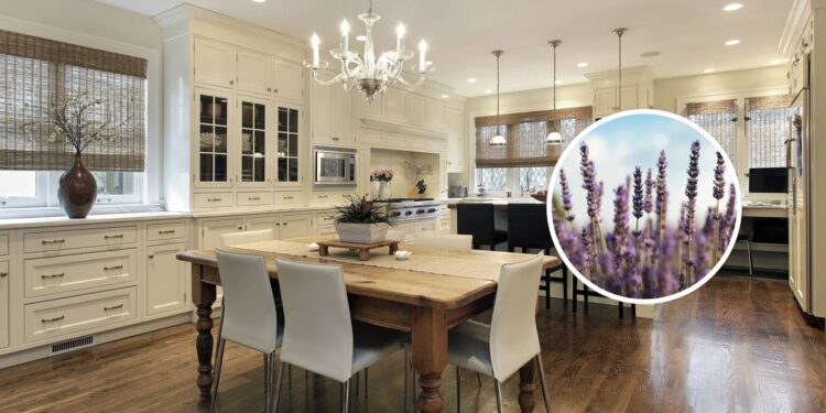 Como plantar lavanda e perfumar a casa naturalmente