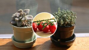 Como plantar tomates em vasos sem precisar de horta