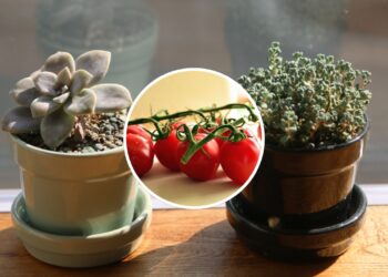 Como plantar tomates em vasos sem precisar de horta