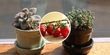 Como plantar tomates em vasos sem precisar de horta