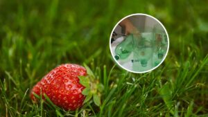 Como plantar morango em casa com garrafas recicladas