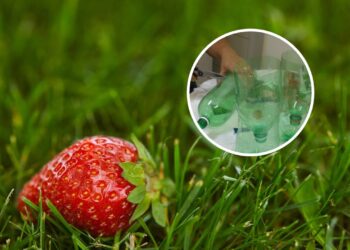 Como plantar morango em casa com garrafas recicladas
