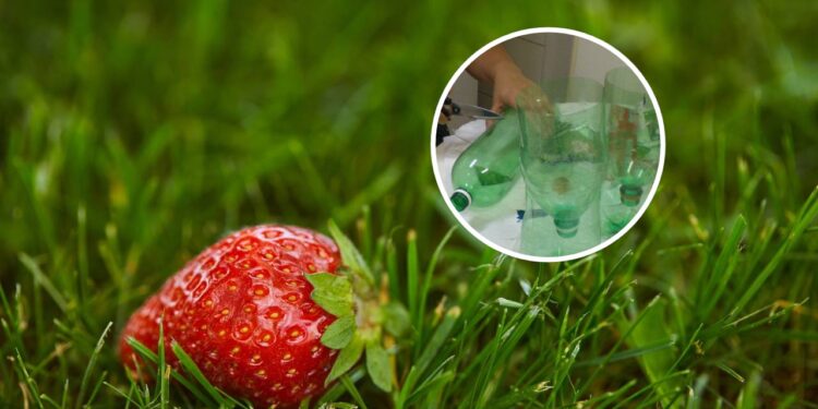 Como plantar morango em casa com garrafas recicladas