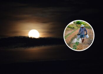 Como regar suas plantas a noite pode estar às matando