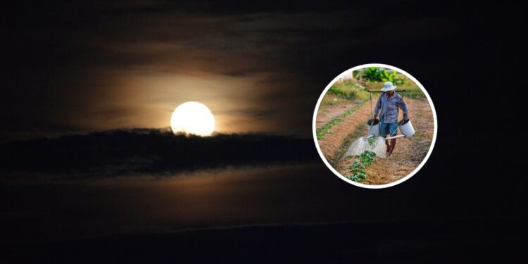Como regar suas plantas a noite pode estar às matando