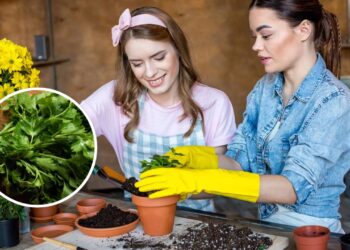 Propriedade anti-inflamatória que contribui para a saúde geral do organismo - Créditos: depositphotos.com / VadimVasenin / Créditos: depositphotos.com / NatashaFedorova