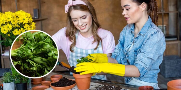 Propriedade anti-inflamatória que contribui para a saúde geral do organismo - Créditos: depositphotos.com / VadimVasenin / Créditos: depositphotos.com / NatashaFedorova