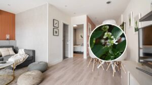 Como cultivar ervas aromáticas em apartamentos