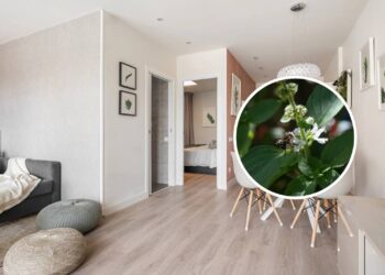 Como cultivar ervas aromáticas em apartamentos