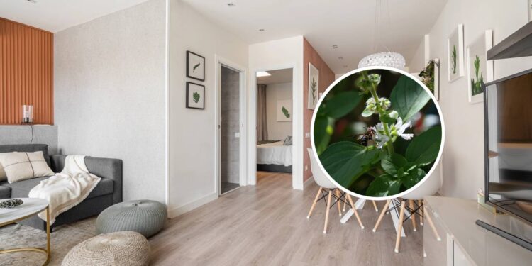 Como cultivar ervas aromáticas em apartamentos