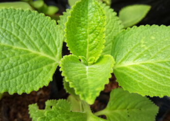 Como cuidar de hortelã na sua horta