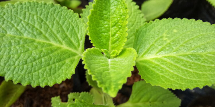 Como cuidar de hortelã na sua horta