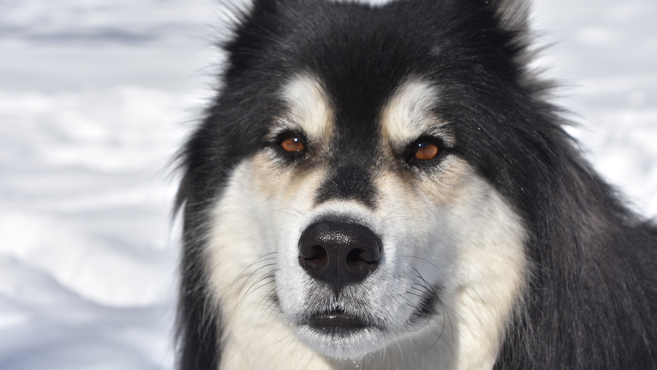 malamute do alasca