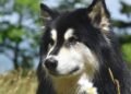 malamute do alasca
