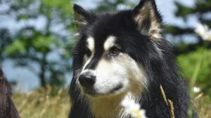 malamute do alasca