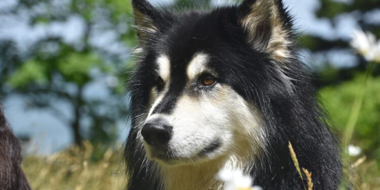 malamute do alasca