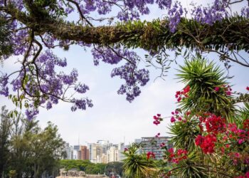 É primavera em São Paulo e opções para se apaixonar pela cidade não faltam - Crédito: Ibirapuera Oficial