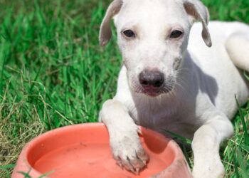 pets podem comer beterraba