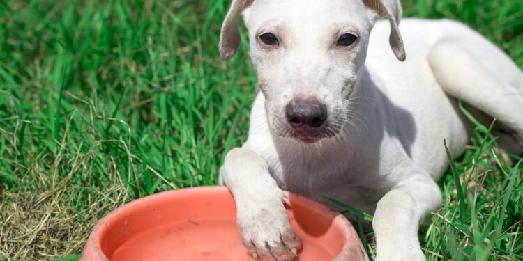 pets podem comer beterraba