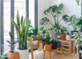 Plantas que purificam o ar para ambientes internos