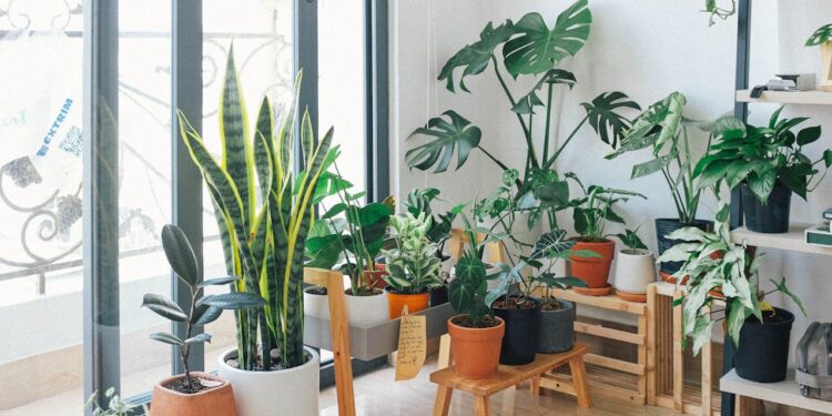 Plantas que purificam o ar para ambientes internos