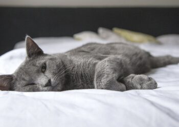 Como fazer sua casa ser mais aconchegante para seus gatos