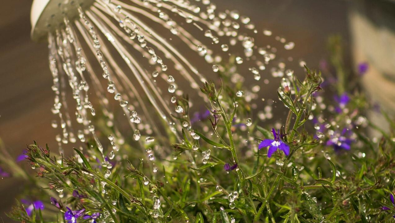 Como regar suas plantas a noite pode estar às matando