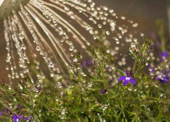 Plantas que crescem mesmo se você esquecer de regar