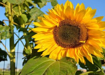 Como plantar girassóis em vasos e fazer com que cresçam saudáveis