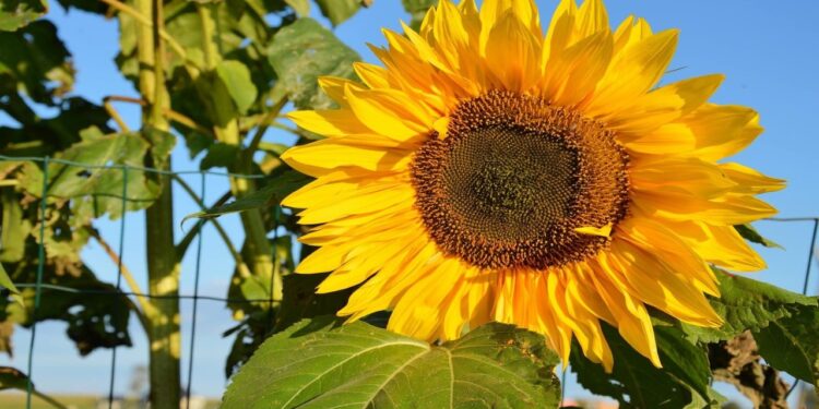 Como plantar girassóis em vasos e fazer com que cresçam saudáveis