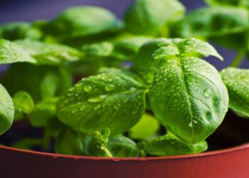 O erro que impede o manjericão de crescer dentro de casa